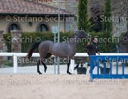Capri FZ Tosc Tour2013- S5 1653 : Arezzo, Capri FZ, Cavalli d'Italia, Toscana Tour 2013, foto di Stefano Secchi ©